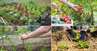12 Most Common Vegetable Gardening Mistakes Even a Gardening Guru Would Do - balconygardenweb.com