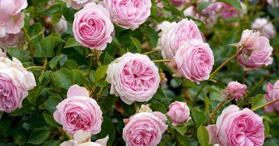 Tips for Growing Shrub Roses - gardenerspath.com - Usa
