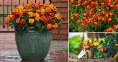11 Best Types of Marigolds + How to Grow them in Pots - balconygardenweb.com - Usa - France