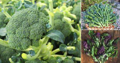 30 Types of Broccoli Varieties | Best Broccoli Variety To Grow - balconygardenweb.com - Italy