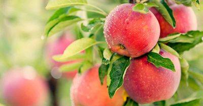 11 Reasons Why Apples Drop Prematurely - gardenerspath.com - Russia