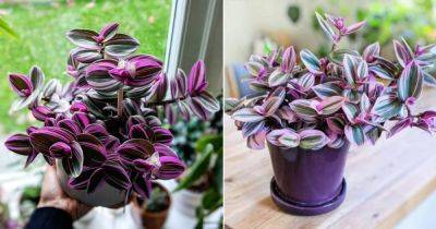 Tradescantia Nanouk Care | Growing Fantasy Venice - balconygardenweb.com - Netherlands