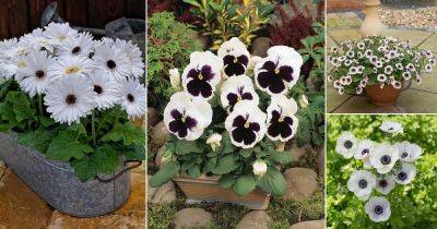 15 Best White Flowers with Black Center - balconygardenweb.com