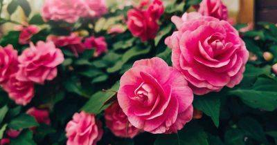 How to Grow Roses in Containers - gardenerspath.com