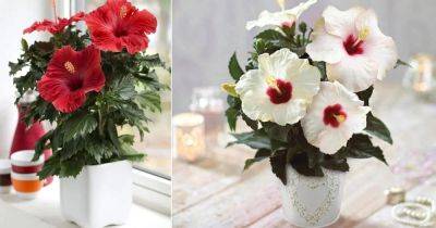 Growing Hibiscus Indoors | Hibiscus Care Indoors - balconygardenweb.com