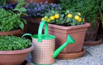 Growing Vegetables In Pots | Starting A Container Vegetable Garden - balconygardenweb.com