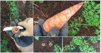 How to Grow Carrots from Carrot Tops | Regrowing Carrot Tops - balconygardenweb.com