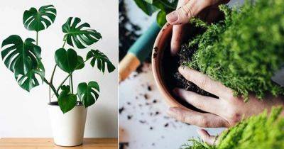 15 Best Tips to Correctly Pot Indoor Plants - balconygardenweb.com