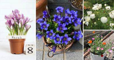 17 Best Cup Shaped Flowers You Can Grow - balconygardenweb.com