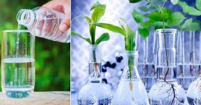 Is Distilled Water Good for Plants | Watering Plants With Distilled Water - balconygardenweb.com