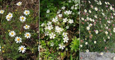 12 Best Weeds with White Flowers - balconygardenweb.com