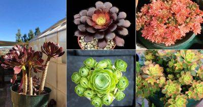 Top 29 Aeonium Types | Best Aeonium Varieties - balconygardenweb.com