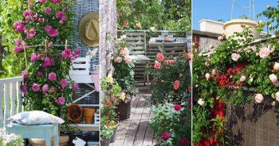 Small Rose Garden | Growing Roses in Containers (Balcony, Patio, and Terrace) - balconygardenweb.com