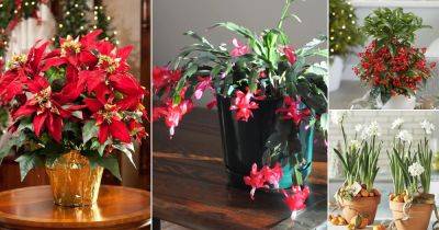 16 Popular Holiday Season Houseplants | Festive Indoor Plants - balconygardenweb.com