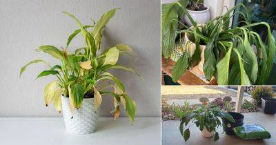 Why is My Peace Lily Drooping, Turning Yellow, Not Flowering and Dying? - balconygardenweb.com