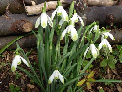 The Glory of the Galanthus - blog.theenduringgardener.com