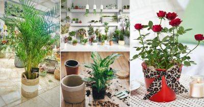 Tricks to Get Free Indoor Plants | Free Garden Plants - balconygardenweb.com - Usa