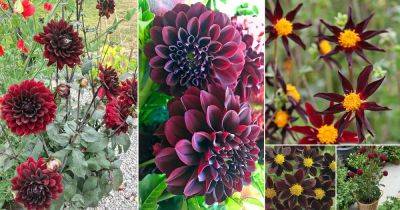 19 Black Dahlia Flower Varieties + How to Grow Black Dahlia - balconygardenweb.com
