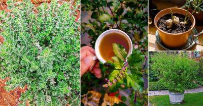 19 Best Tea Herbs to Make a Tea Herb Garden - balconygardenweb.com