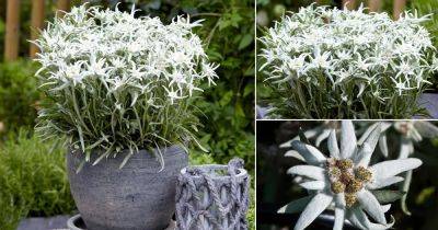 Edelweiss Flower Care and Growing Information - balconygardenweb.com