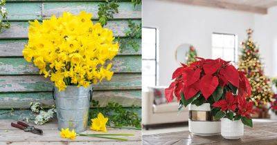 3 Beautiful December Birth Month Flowers - balconygardenweb.com