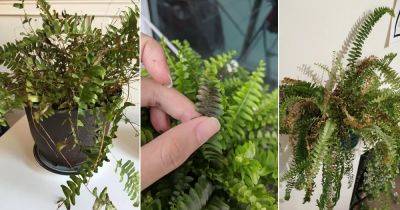 Ferns Turning Brown and Dying? Here's How You Can Save Them! - balconygardenweb.com