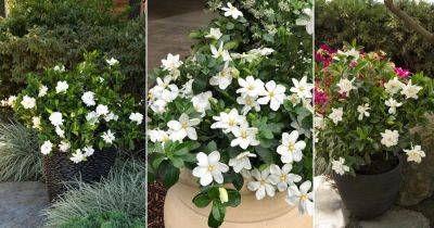 12 Beautiful Types of Gardenias in Florida - balconygardenweb.com - state Florida
