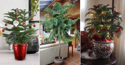 Potted Christmas Tree: Norfolk Island Pine Pictures to Win Your Heart - balconygardenweb.com