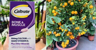 8 Incredible Caltrate Uses in the Garden - balconygardenweb.com