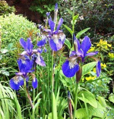 Rejuvenating Iris sibirica - blog.theenduringgardener.com