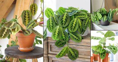 16 Most Beautiful Types of Prayer Plants | Best Maranta Varieties - balconygardenweb.com
