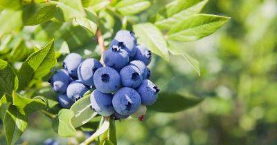 How to Lower Soil pH to Grow Blueberries - gardenerspath.com