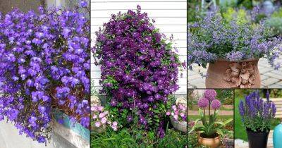 51 Types of Violet Flowers | Best Violet Color Flowers - balconygardenweb.com