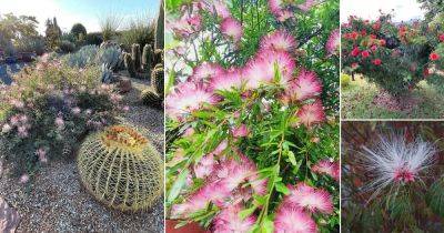 19 Best Types of Calliandra Plant | Best Powder Puff Varieties - balconygardenweb.com - Bolivia