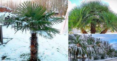 21 Most Cold Tolerant Palm Trees - balconygardenweb.com - China - Britain - Japan - Mexico - Madagascar - Taiwan - state Texas - state California - state Florida - state Alabama - state Arkansas - state New Jersey - state South Carolina