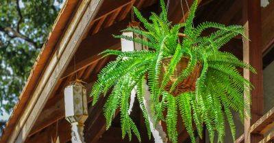 Boston Fern Care Guide: Learn to Grow this Easy-Care Houseplant - gardenerspath.com - city Boston