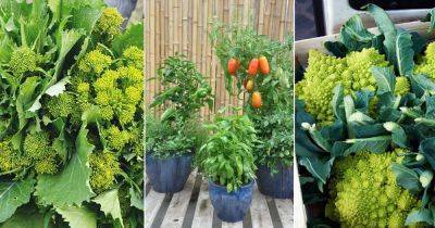 21 Herbs & Vegetables To Grow For An Edible Italian Garden - balconygardenweb.com - Italy