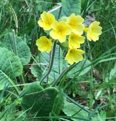 Damp Meadows & Waysides of Istria - blog.theenduringgardener.com