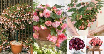 24 Best Pink Begonia Varieties | Beautiful Begonia Types - balconygardenweb.com