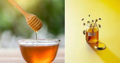 6 Unbelievable Uses of Honey In the Garden - balconygardenweb.com