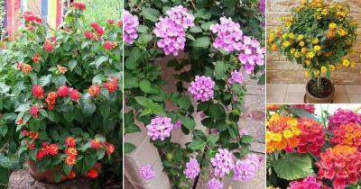 20 Best Types of Lantanas | Lantana Varieties You Must Grow - balconygardenweb.com - India - Mexico