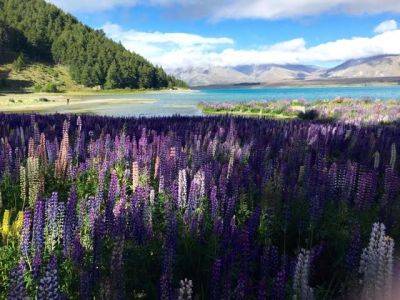 Lupin Land - blog.theenduringgardener.com - New Zealand