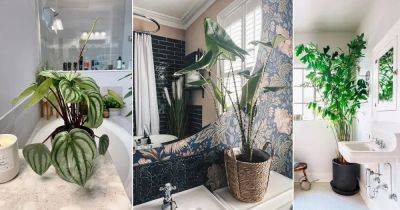 17 Beautiful Tropical Plants You Can Grow in the Bathroom - balconygardenweb.com