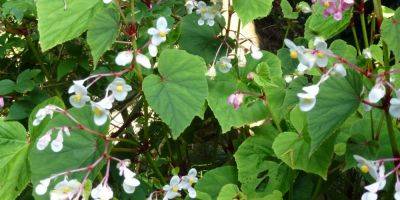 Begonia grandis – a no-fuss late summer beauty - blog.theenduringgardener.com - Japan