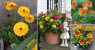 14 Stunning Flowers that Look Like Marigolds - balconygardenweb.com