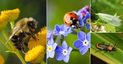 20 Most Beneficial Garden Insects You Should Avoid Killing | Useful Insects - balconygardenweb.com