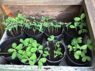 Sowing Sweet Peas - blog.theenduringgardener.com