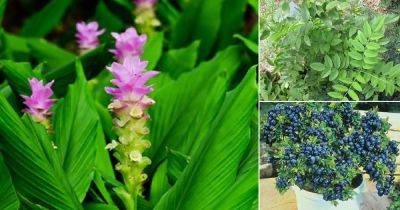 13 Plants for Corona Virus To Have Better Immunity! | - balconygardenweb.com - China - state Indiana