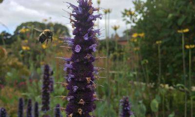 A River of Muscari - blog.theenduringgardener.com