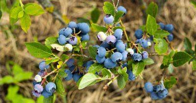 How to Identify and Manage Common Blueberry Pests and Diseases - gardenerspath.com